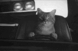 Cat Driving BnW Footage GIF