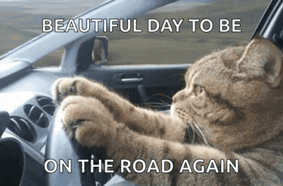 Cat Driving Car Beautiful Day To Be On The Road Again GIF