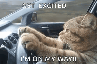 Cat Driving Car Get Excited GIF