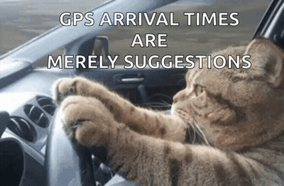 Cat Driving Car GPS Arrival Times Are Merely Suggestions GIF