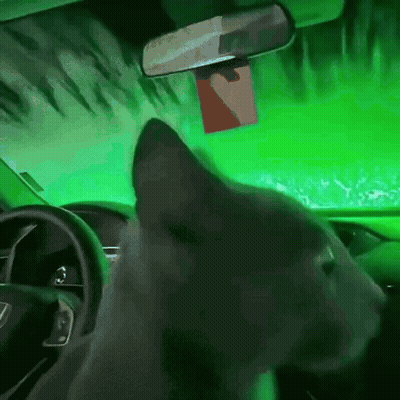 Cat Driving Car Green Background GIF