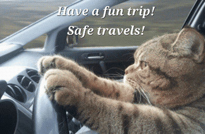 Cat Driving Car Have A Fun Trip GIF