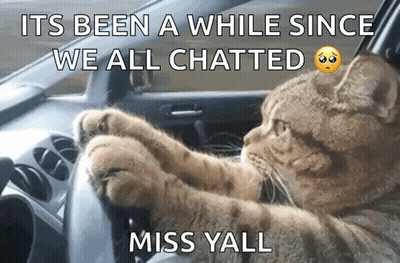 Cat Driving Car It's Been A While Since We All Chatted GIF