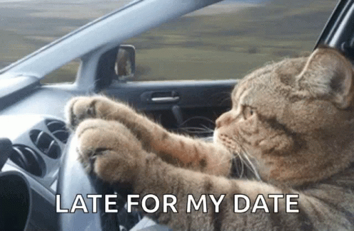 Cat Driving Car Late For My Date GIF