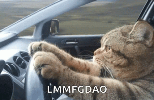 Cat Driving Car Lmmfgdao GIF