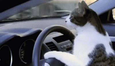 Cat Driving Car Looking At Steering Wheel GIF