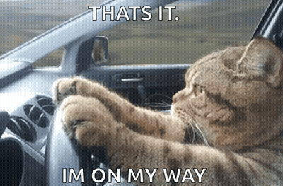 Cat Driving Car That's It I'm On My Way GIF
