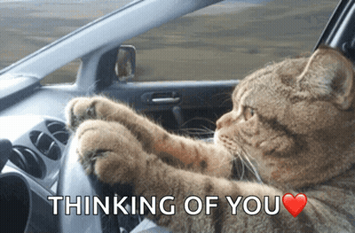 Cat Driving Car Thinking of You
