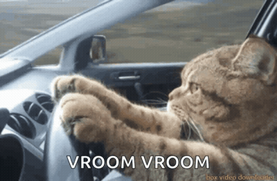 Cat Driving Car Vroom Vroom GIF