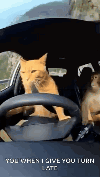 Cat Driving Car With Monkey In Back Seat GIF