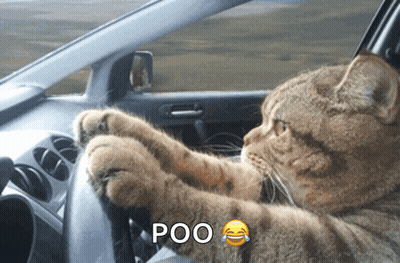 Cat Driving Car With Poo GIF