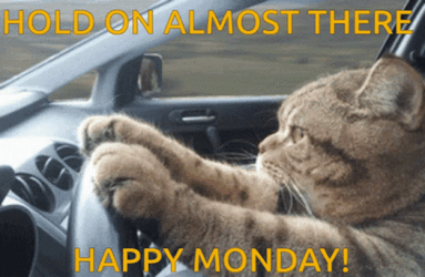 Cat Driving Crazy Monday GIF