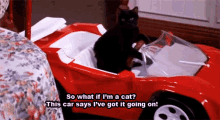 Cat Driving Despite Being A Cat