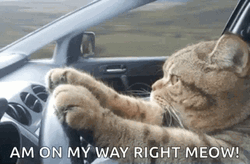 Cat Driving Fast On My Way Right Meow  GIF