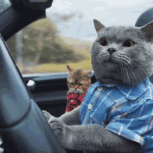 Cat Driving His Girlfriend GIF