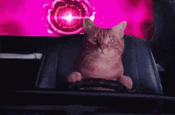 Cat Driving Ignoring Warning GIF