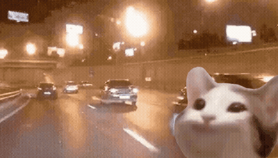 Cat Driving On Highway At Night GIF