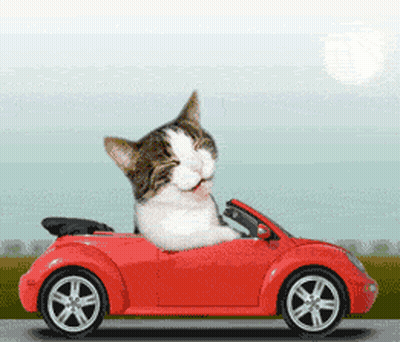Cat Driving Red Car Head On Steering Wheel GIF