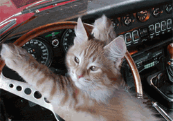 Cat Driving While Hugging The Steering Wheel GIF