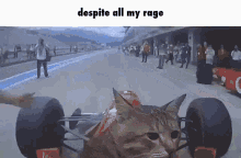 Cat Driving While Thinking Despite My Rage