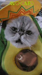 Cat Eating Avocado Funny Meme GIF