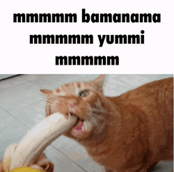 Cat Eating Banana Mmm GIF