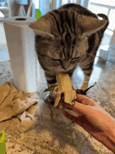 Cat Eating Banana With Paper Towel Roll GIF