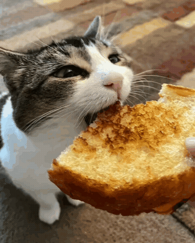 Cat Eating Bited Bread GIF