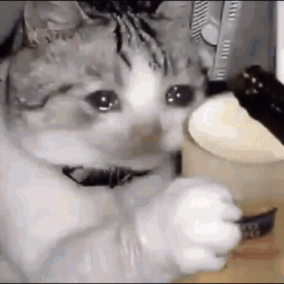 Cat Eating Cake With Fork And Crying GIF