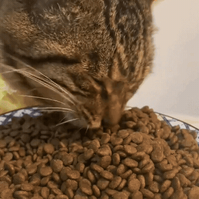 Cat Eating Cat Food GIF