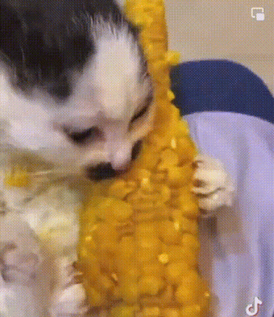 Cat Eating Corn On The Cob GIF
