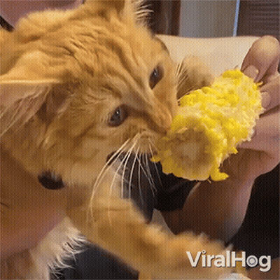 Cat Eating Corn On The Cob GIF