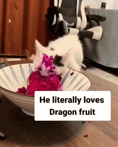 Cat Eating Dragon Fruit He Literally Loves Dragon Fruit GIF