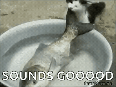 Cat Eating Fish In Water Bowl GIF