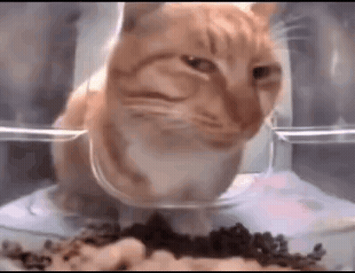 Cat Eating Food From Bowl GIF