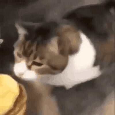 Cat Eating Food From Bucket GIF