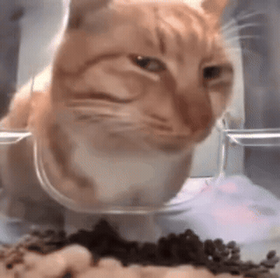 Cat Eating Food From Glass Bowl GIF