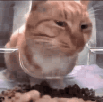 Cat Eating Food From Plastic Bowl GIF