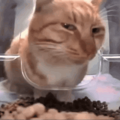 Cat Eating Food From Plastic Container GIF