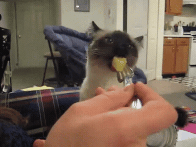 Cat Eating Food With Fork GIF