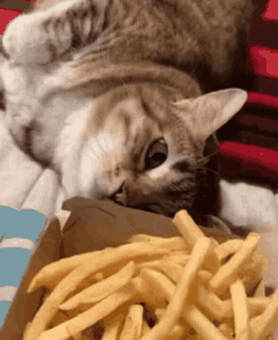 Cat Eating French Fries GIF