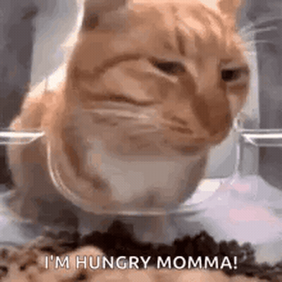 Cat Eating From Bowl GIF
