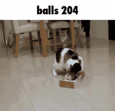 Cat Eating From Cardboard Box