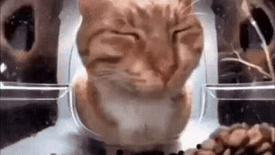 Cat Eating From Feeder GIF