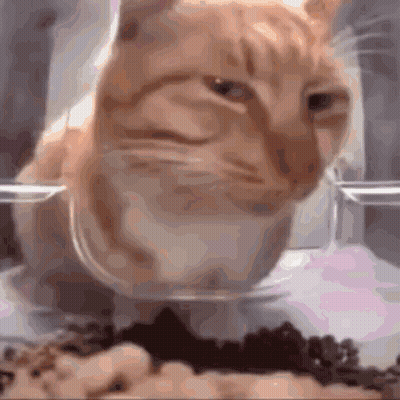 Cat Eating From Glass Bowl GIF