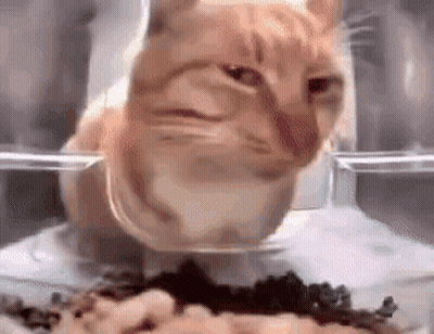 Cat Eating From Plastic Container Saying How Many E2s Does It Got GIF