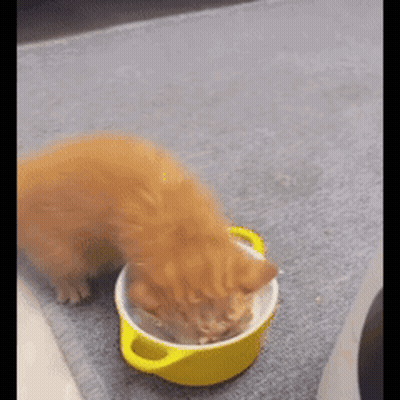 Cat Eating From Yellow Bowl GIF