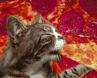 Cat Eating GIF