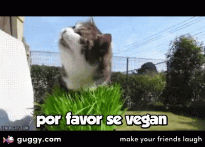 Cat Eating Grass Por Favor Se Vegan GIF
