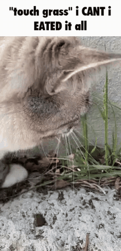 Cat Eating Grass Says Touch Grass I Ate It All GIF